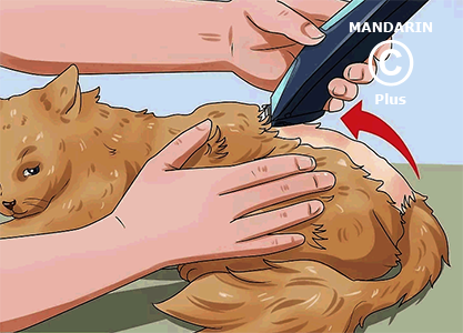 стрижка против шерсти